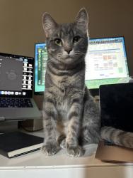 Lost Female Cat last seen North bloomfield rd, nevada city, Nevada City, CA 95959