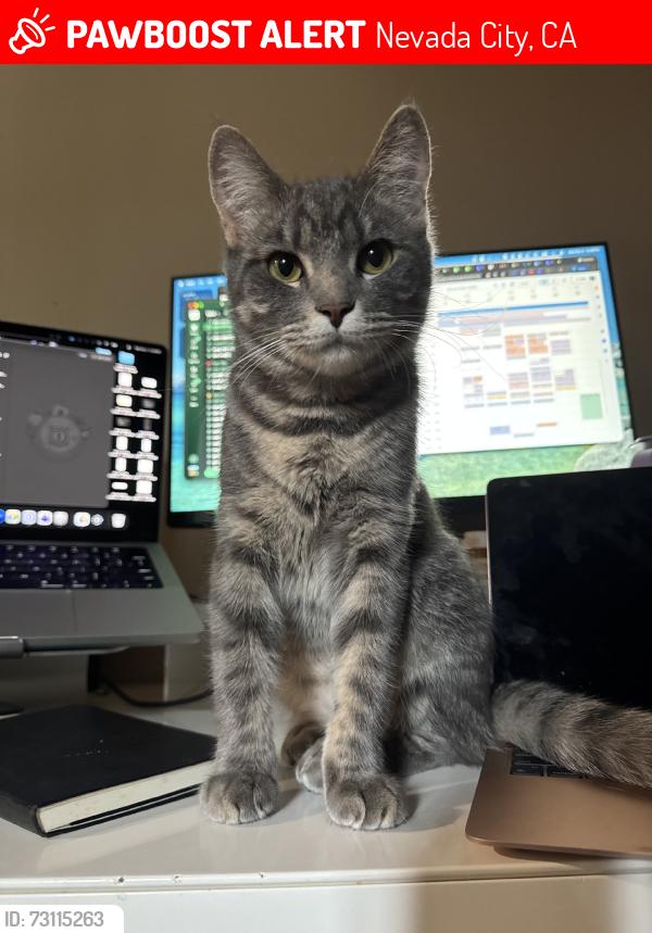 Lost Female Cat last seen North bloomfield rd, nevada city, Nevada City, CA 95959