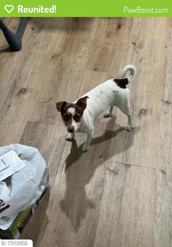 Reunited Female Dog last seen Beloit Ave, Riverside, CA 92504, USA, Riverside, CA 92504