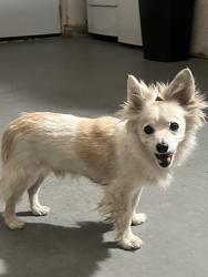 Reunited Male Dog last seen 17th west and w ave h8, Lancaster, CA 93534