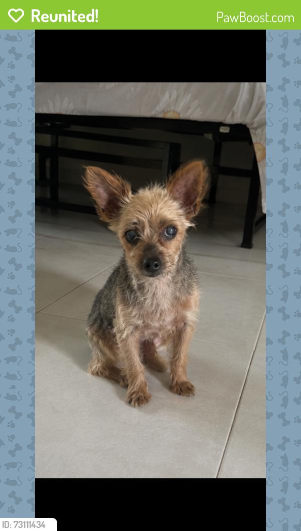 Reunited Female Dog last seen Shadybend, Hacienda Heights, CA 91745
