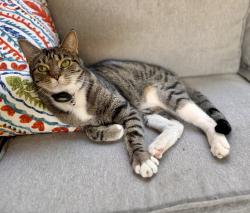 Lost Female Cat last seen Teramo Ct @ Brindisi, Reno, NV 89521