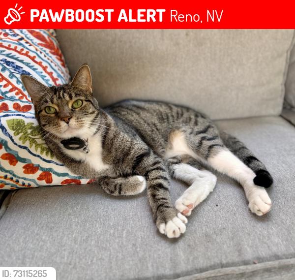 Lost Female Cat last seen Teramo Ct @ Brindisi, Reno, NV 89521