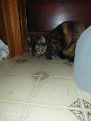 Found/Stray Female Cat last seen Bedford / Colonial circle, Vacaville, CA 95687