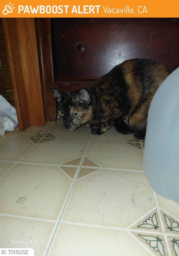 Found/Stray Female Cat last seen Bedford / Colonial circle, Vacaville, CA 95687