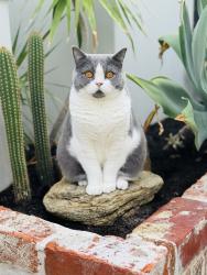 Lost Female Cat last seen West Coast Highway, Scarborough, WA 6019