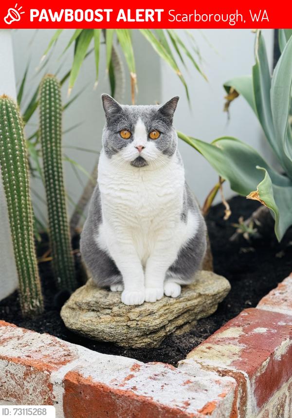 Lost Female Cat last seen West Coast Highway, Scarborough, WA 6019