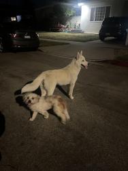 Reunited Female Dog last seen Scott and Kibbee, Whittier, CA 90604