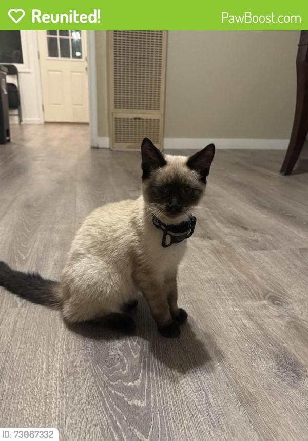 Reunited Male Cat last seen Jefferson St & near Dutch bros coffe, Napa, CA 94558