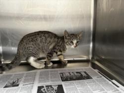 Shelter Stray Female Cat last seen , 3201 Lacy St, Los Angeles, CA 90031, USA