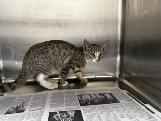 Shelter Stray Female Cat last seen , 3201 Lacy St, Los Angeles, CA 90031, USA