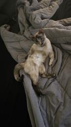 Lost Female Cat last seen Port au Prince and Legacy Park Blvd, Surprise, AZ 85379