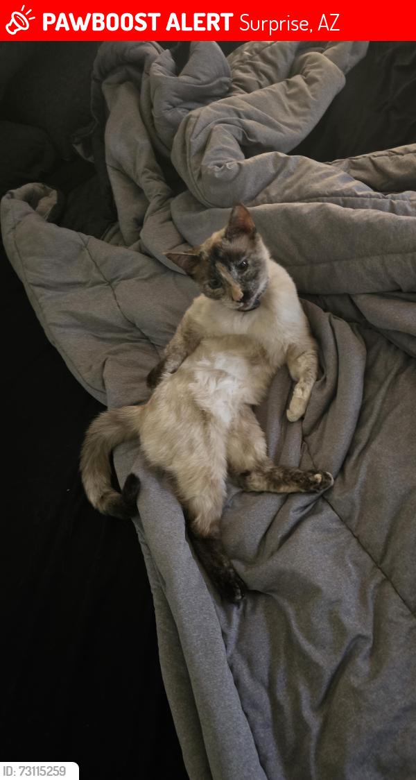Lost Female Cat last seen Port au Prince and Legacy Park Blvd, Surprise, AZ 85379
