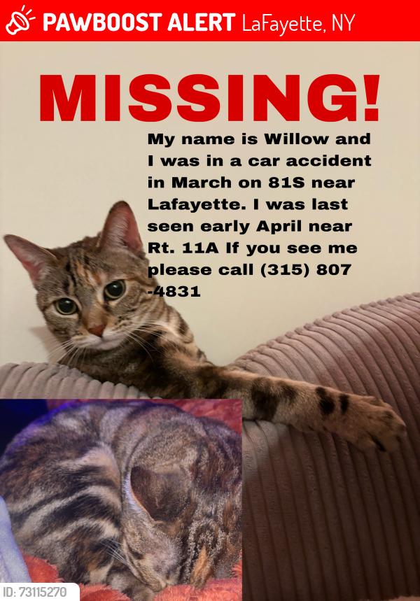 Lost Female Cat last seen Rt 11a, LaFayette, NY 13084