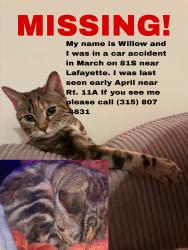 Lost Female Cat last seen Rt 11a, LaFayette, NY 13084