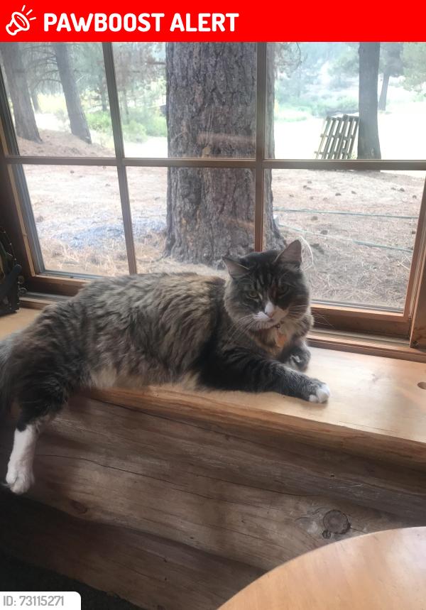 Lost Male Cat last seen Saladin Ave, Twentynine Palms, CA 92277