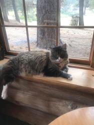 Lost Male Cat last seen Saladin Ave, Twentynine Palms, CA 92277