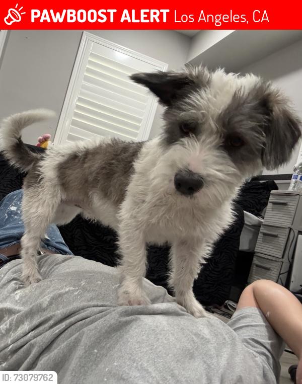 Lost Male Dog last seen Beach street &’ Firestone blvd Los Angeles ca, Los Angeles, CA 90002