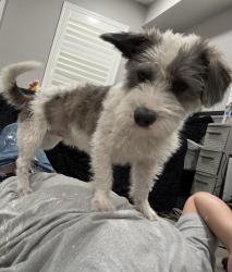Lost Male Dog last seen Beach street &’ Firestone blvd Los Angeles ca, Los Angeles, CA 90002