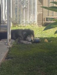 Lost Unknown Dog last seen Hooper and Firestone, Florence-Graham, CA 90002