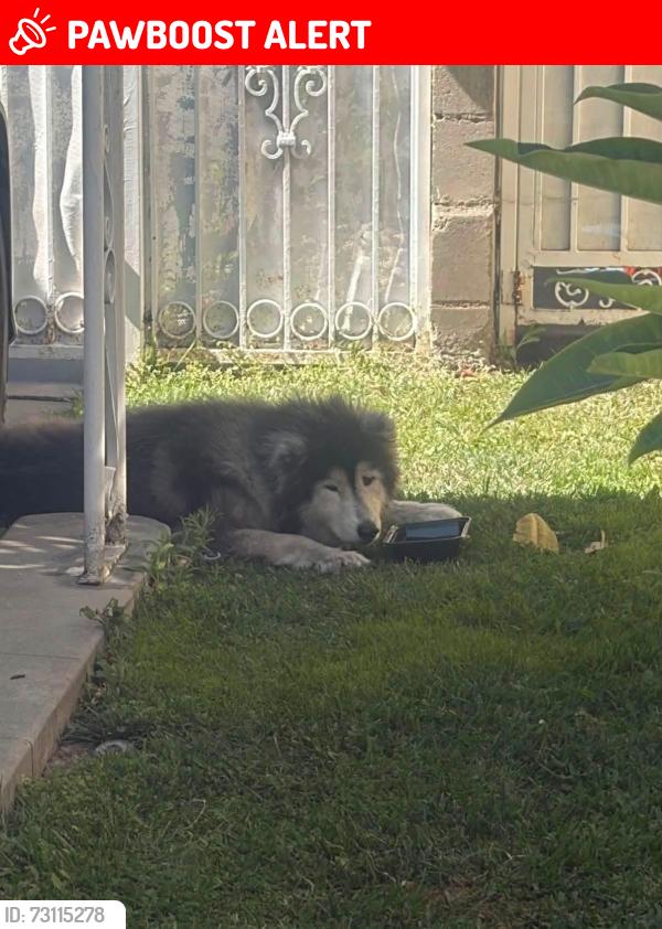 Lost Unknown Dog last seen Hooper and Firestone, Florence-Graham, CA 90002