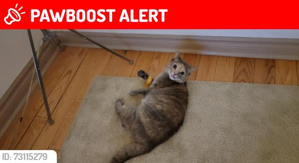 Lost Female Cat last seen Whaley drive, Mississauga, ON L5B 2B5