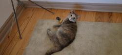 Lost Female Cat last seen Whaley drive, Mississauga, ON L5B 2B5