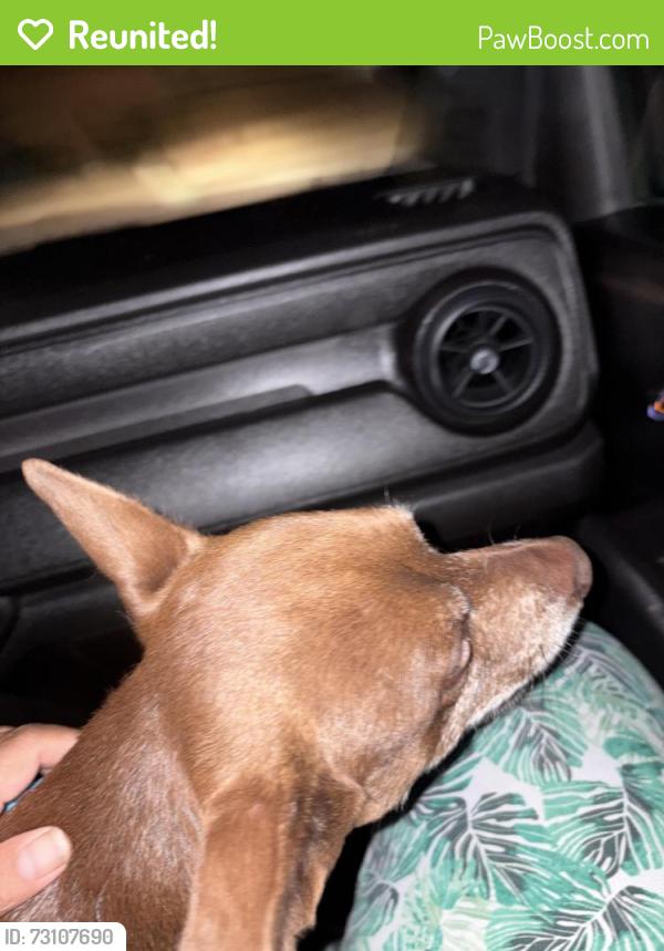 Reunited Male Dog last seen Walmart, Victorville, CA 92392