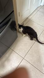 Lost Male Cat last seen Jessica Ct and Ivory Meadow Ln, Sugar Land, TX 77479