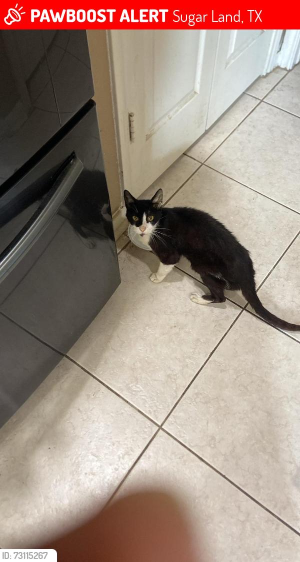 Lost Male Cat last seen Jessica Ct and Ivory Meadow Ln, Sugar Land, TX 77479