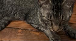 Found/Stray Female Cat last seen Near Highland Park Blvd, Wilkes-Barre, PA 18702, Wilkes-Barre Township, PA 18702