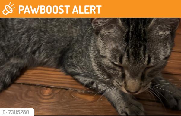 Found/Stray Female Cat last seen Near Highland Park Blvd, Wilkes-Barre, PA 18702, Wilkes-Barre Township, PA 18702