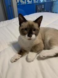 Reunited Male Cat last seen Cullen, Glendora, CA 91741