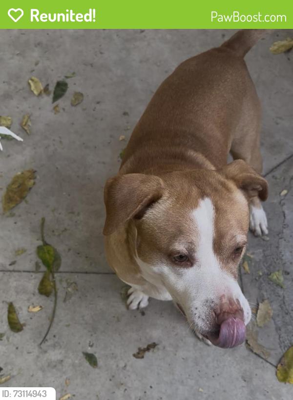 Reunited Male Dog last seen 4th Street on Gaffey San Pedro, Los Angeles, CA 90731