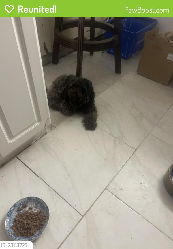 Reunited Female Dog last seen Hammock & King Richard rd Sherwood, Melbourne, FL 32935