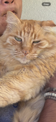 Lost Male Cat last seen Bollinger canyon and Daugherty, San Ramon, CA 94582