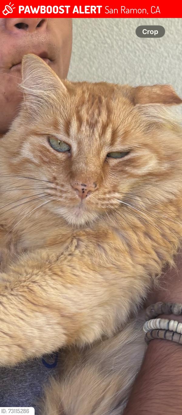 Lost Male Cat last seen Bollinger canyon and Daugherty, San Ramon, CA 94582