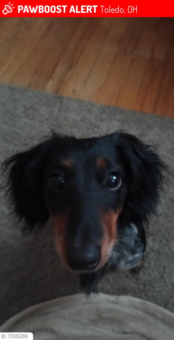 Lost Female Dog last seen Summit and Erie and E manthanna, Toledo, OH 43611