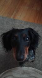 Lost Female Dog last seen Summit and Erie and E manthanna, Toledo, OH 43611