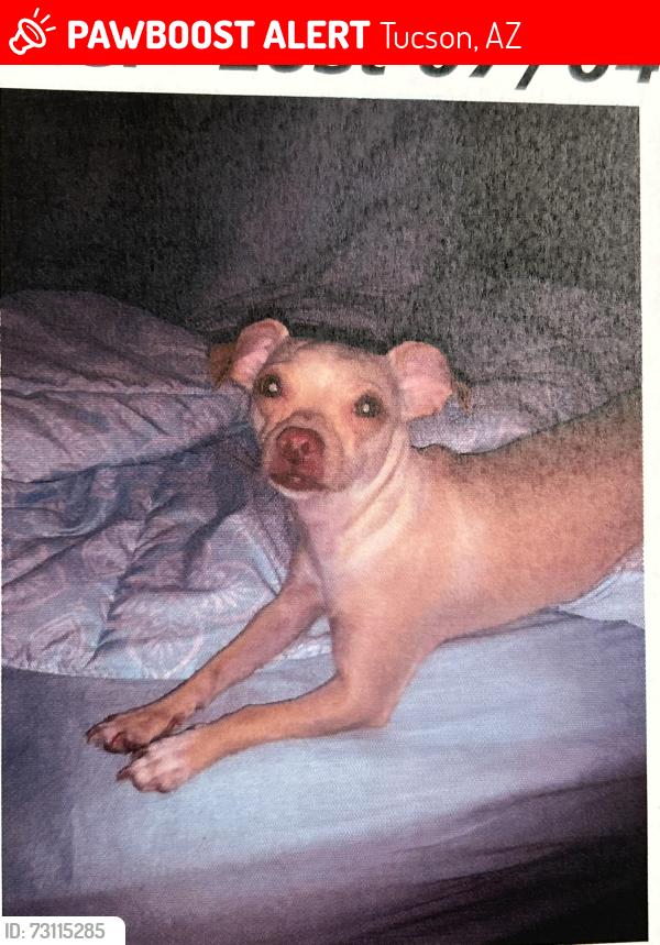Lost Female Dog last seen Los Reales Rd and San Xavier, Tucson, AZ 85756