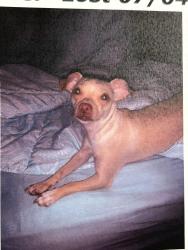 Lost Female Dog last seen Los Reales Rd and San Xavier, Tucson, AZ 85756