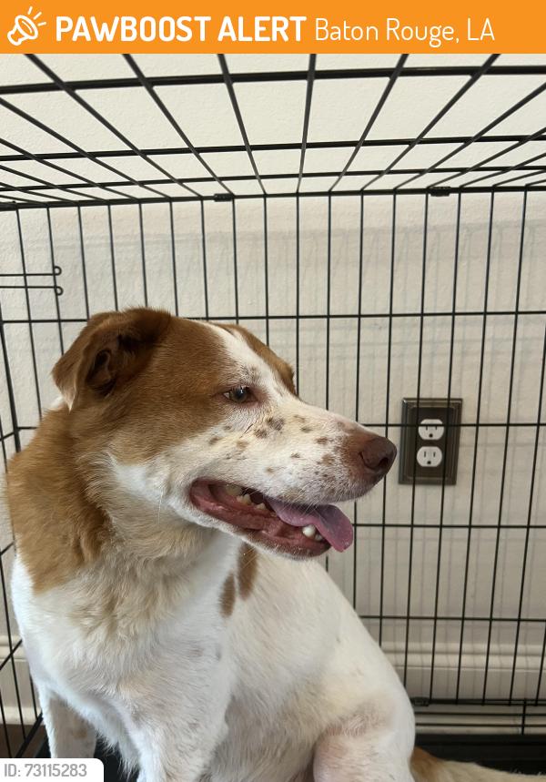 Found/Stray Male Dog last seen Murphy’s Gas Station- Jefferson hwy Baton Rouge, Baton Rouge, LA 70815