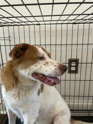 Found/Stray Male Dog last seen Murphy’s Gas Station- Jefferson hwy Baton Rouge, Baton Rouge, LA 70815