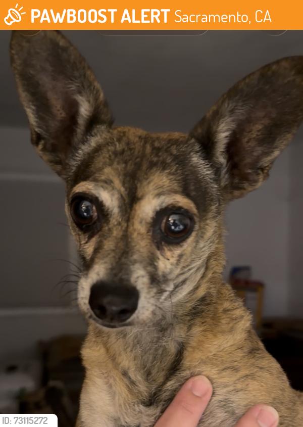 Found/Stray Female Dog last seen Broadway & 49th Street, Sacramento, CA 95820