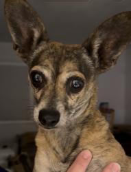 Found/Stray Female Dog last seen Broadway & 49th Street, Sacramento, CA 95820