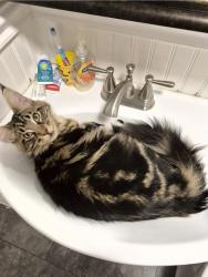 Lost Male Cat last seen Ken Ln, Granby, MA 01033