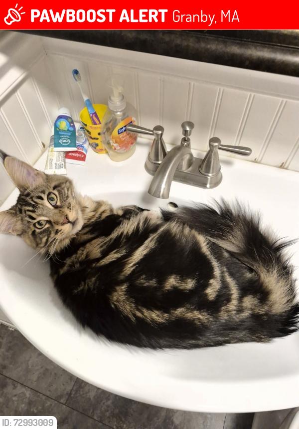 Lost Male Cat last seen Ken Ln, Granby, MA 01033