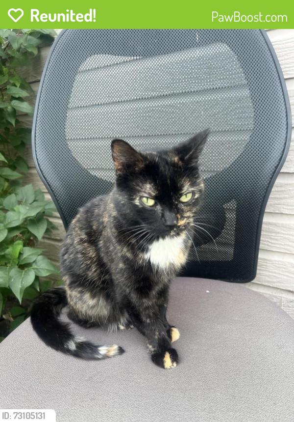 Reunited Female Cat last seen Vine and 30th alley, Denver, CO 80205