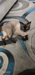 Reunited Male Cat last seen Near ne 195th ln, Shoreline, WA 98155