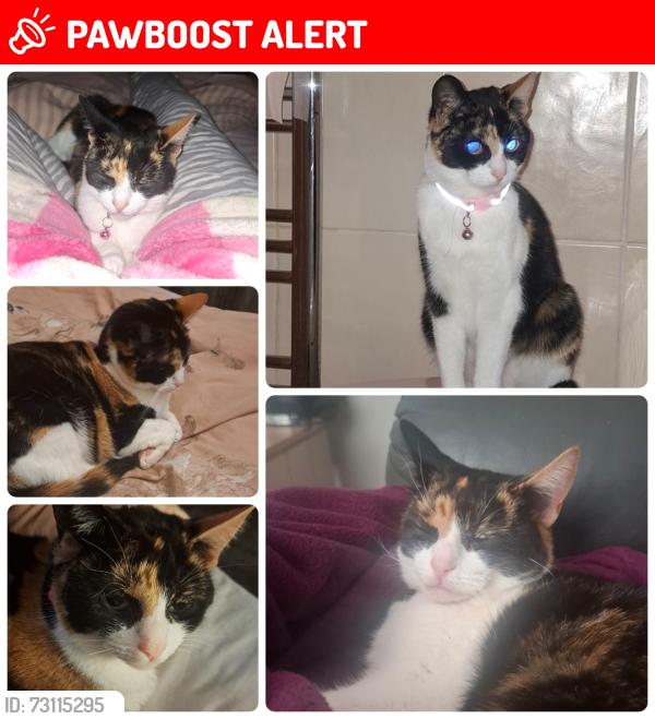Lost Female Cat last seen FY5 3QR, Blackpool, England FY5 3QR